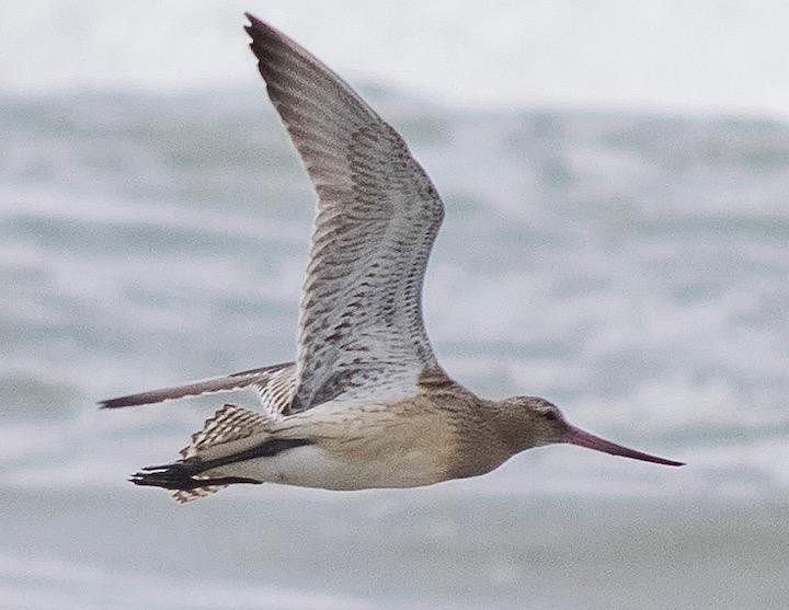 11日間、食事もとらず、不眠不休......    Paul van de Velde - wikimedia