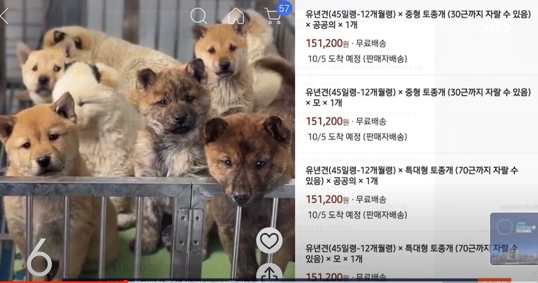 ネット通販サイトに掲載された子犬の通販　SBS News / YouTube