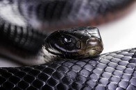 家族を襲った悲劇...猛毒ヘビがトイレに潜伏...捕獲の一部始終