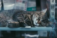 【動画】食洗機がうまく閉まらない...中をのぞいた男性が見つけた潜入者とは