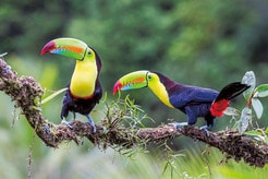 「AIはヒーローになる」ベゾス基金の受賞者たちが描く「AI×自然保護」の未来