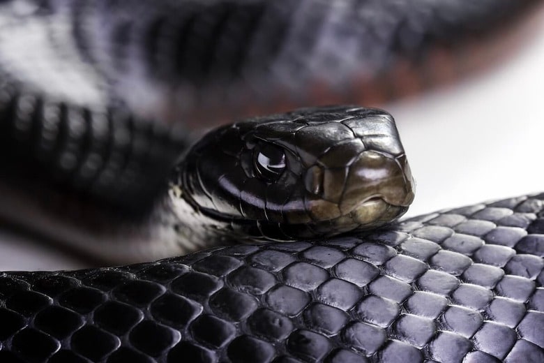 レッドベリードブラックスネーク　Paul Looyen-Shutterstock