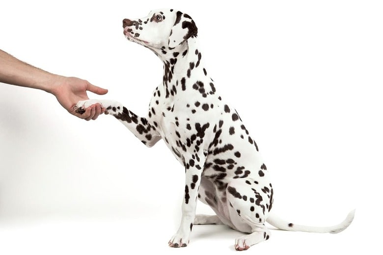 「お手」と言われて犬が差し出すのは利き足であることが多い　ALEKSANDR ZOTOV/ISTOCK