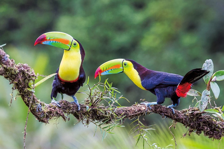 AIは鳥の生息地保護にも活躍（南米のオオハシ）　WANG LIQIANG/SHUTTERSTOCK