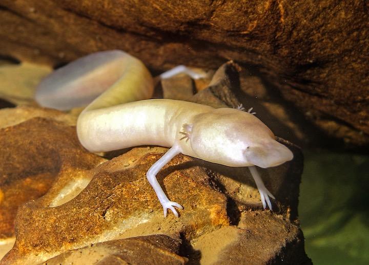 井伏鱒二「山椒魚」のモデルではないが......  IvanaOK -iStock