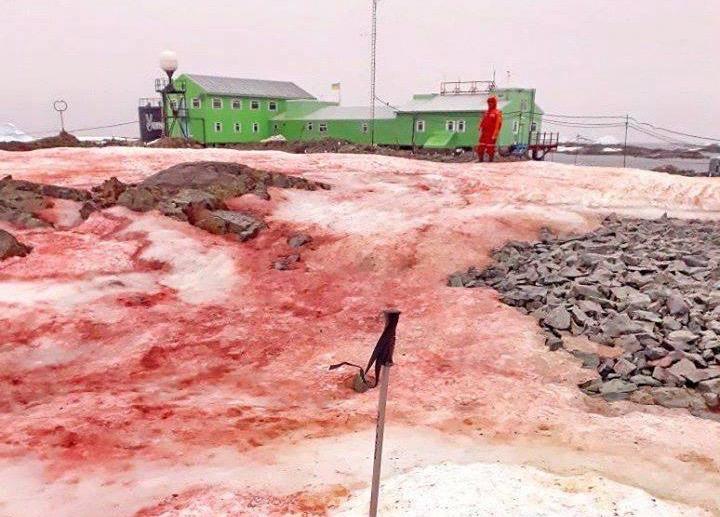 南極の北西部で赤い雪に覆われた......  Andrey Zotov/National Antarctic Scientific Centre of Ukraine/Ministry of Education and Science of Ukraine