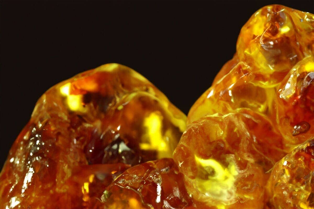 琥珀に閉じ込められた「昆虫の化石」を大量発見1億1200万年前の
