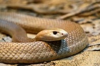 【動画】細身ヘビが巨大ナマズを丸のみ...衝撃映像にネットざわつく