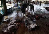 環境活動家ら､G20参加首脳に｢日本の商業捕鯨中止｣呼びかけ求める