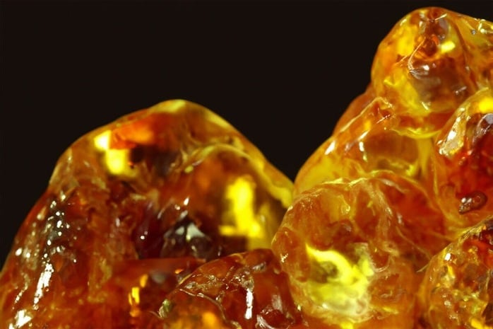 琥珀に閉じ込められた「昆虫の化石」を大量発見1億1200万年前の