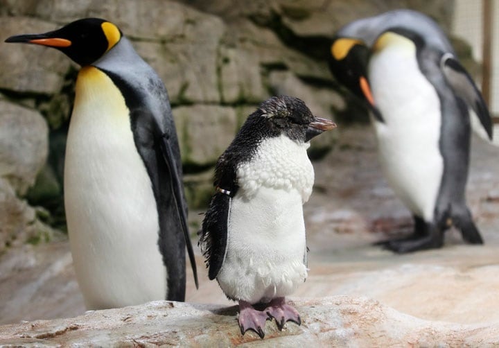 ペンギンの同性カップルは長らくひなが欲しいと望んでいたようだ（画像はウィーンの動物園のオウサマペンギンの赤ちゃん）　Heinz-Peter Bader-REUTERS