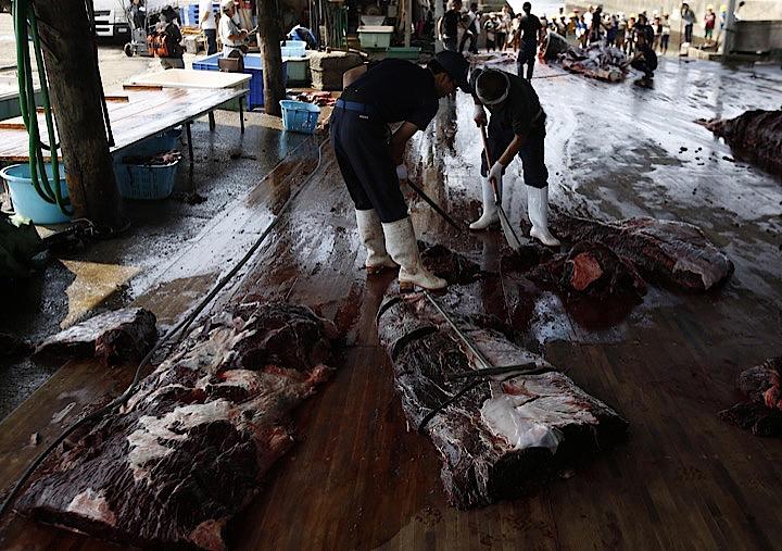 　6月28日、世界の環境活動家らは、20カ国・地域（G20）首脳会議（サミット）に出席する首脳らに対し、来週から日本が再開する排他的経済水域（EEZ）での商業捕鯨による「クジラに対する残酷な攻撃に目をつぶらない」よう求めた。写真はツチクジラの解体を行う作業者ら。南房総で2014年6月撮影（2019年　ロイター／Issei Kato）