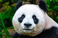 【クイズ】上野・和歌山だけじゃない？...パンダを長期飼育していた動物園は「どこの県」にある？