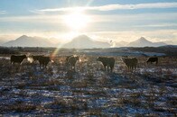 アメリカで牛肉さらに値上がりか...原因はトランプ政権の対カナダ25%関税