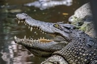 「口を大きく開けた」巨大ワニ、ボートに飛び乗り襲撃...被害者男性の姿