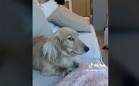 【動画】「無能」と聞いて即座に飼い主を見る愛犬