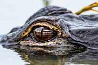 「大型ワニにも尾を再生する能力がある」との研究結果