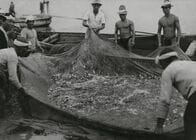 「大衆魚」イワシが日本の戦争を支えていた…爆薬の原料になった小さな魚と帝国主義の意外な歴史