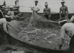 「大衆魚」イワシが日本の戦争を支えていた…爆薬の原料になった小さな魚と帝国主義の意外な歴史