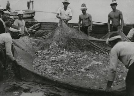 「大衆魚」イワシが日本の戦争を支えていた…爆薬の原料になった小さな魚と帝国主義の意外な歴史