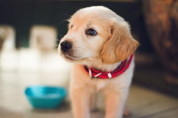 これはペット詐欺？ 販売者から送られてきた子犬の「証拠写真」にSNS総