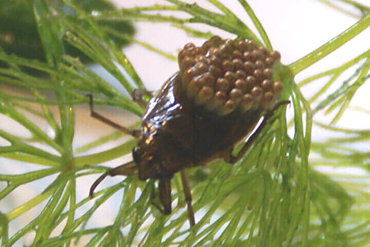 コオイムシのオス