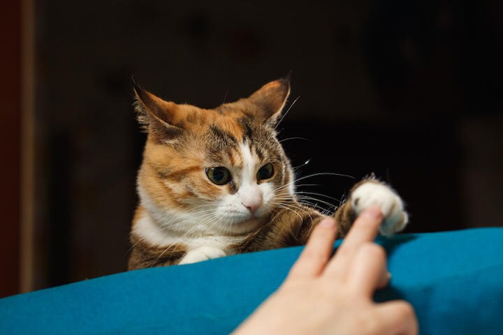 甘えてくれるネコと出会いたいけど、甘え過ぎも困る？　zsv3207-iStock.