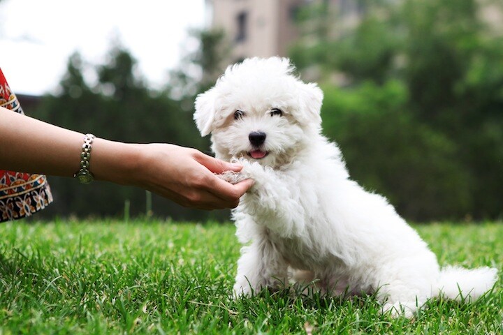 犬を飼っている人は死亡するリスクが33％低減  PhotoTalk-iStock