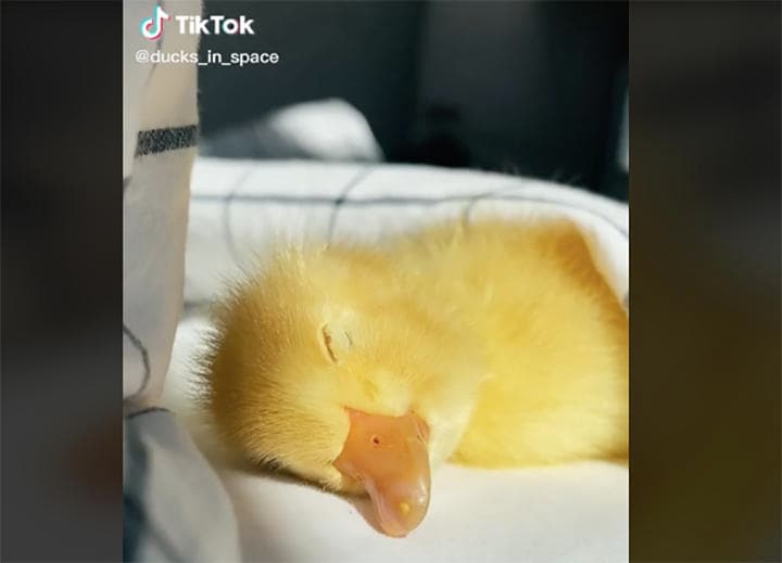 @ducks_in_space/TikTok