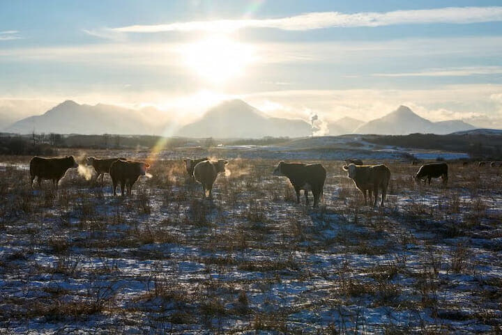 カナダと米国の牛の頭数は米政権の対カナダ産品関税の脅威が浮上する前から減少傾向にあり、米国で７４年ぶり、カナダで３６年ぶりの頭数に落ち込んでいる。写真は米モンタナ州と国境を接するカナダ・アルバータ州南部で草を食む牛たち。１月１８日撮影（２０２５年　ロイター/Todd Korol）
