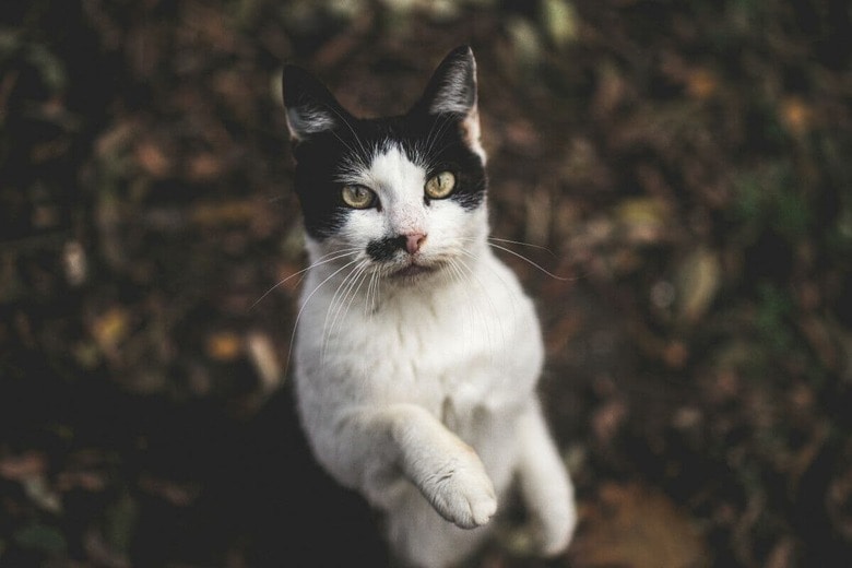2本足で立つ猫は珍しくない？（写真はイメージです）　Alena Lavrova-Unsplash