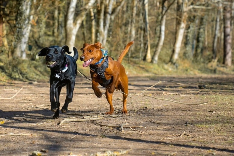 犬同士の友情にほっこり（写真はイメージです）　Aaron Rice-Unsplash