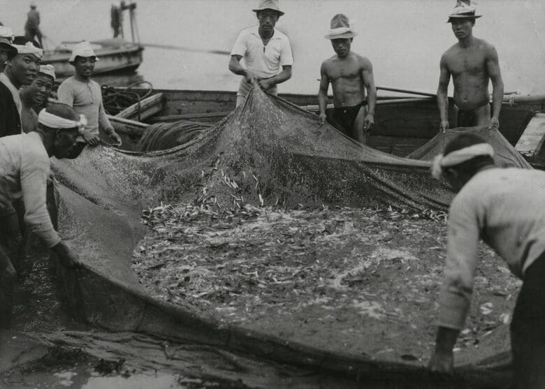 昔から日本人の食卓をにぎわせてきたイワシは火薬の原料にもなっていた（1938年）　朝日新聞