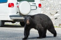【動画】車の中にクマ！器用にドアを開けて忍び込む場面も