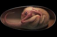 卵の中で丸くなる恐竜の胚がほぼ完全な状態で見つかる