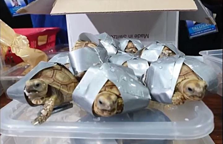 スーツケースには末端価格1000万円近い「ブツ」が......　euronews (in English) / YouTube