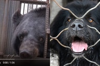 愛犬が2足歩行し始めた！　近所をざわつかせたその正体は