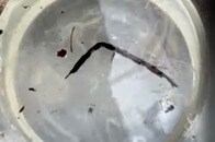 【動画】24個の眼を持つ新種の生物