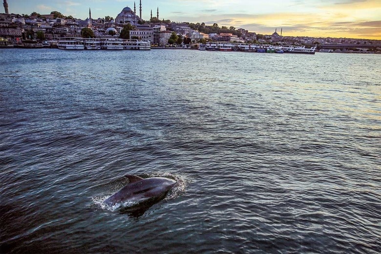 イルカの死は黒海沿岸諸国全体で報告されている（トルコ・イスタンブールの湾）　ERHAN SEVENLERｰANADOLU AGENCY/GETTY IMAGES