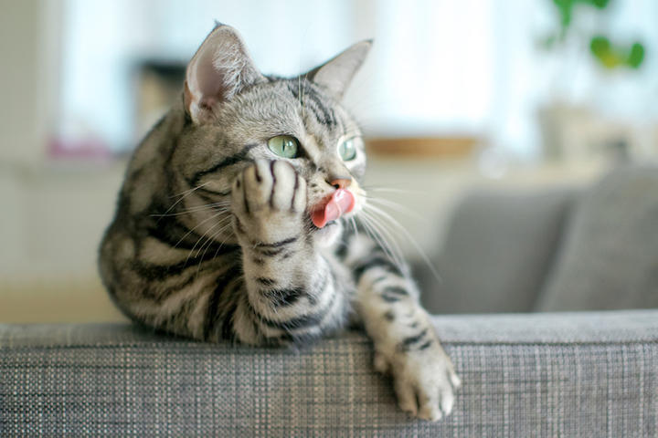 猫も種によって性格はいろいろ　ramustagram-iStock.