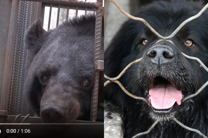 今回保護された「愛犬」（左）と10年程前に中国でブームにもなったチベット犬（右）　xingmin07-iStock, CGTN-YouTubeより