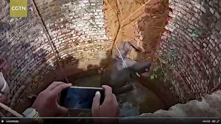 井戸から這い上がろうとする子ゾウ　CGTNOfficial/TWITTER