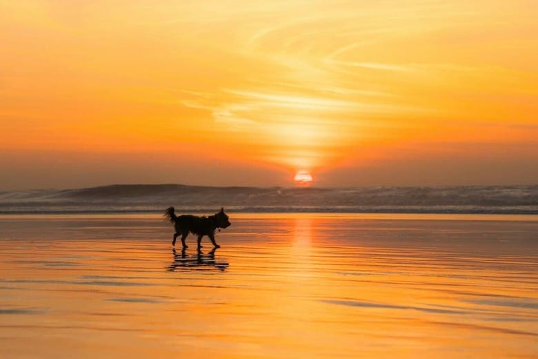 「ママはサーフィン中」...犬の首輪に書かれた言葉が最高すぎた（写真はイメージです）　Vivek Sumanth Chintakula-Unsplash