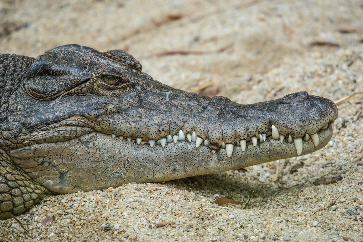 ワニ に 襲 われ 死亡