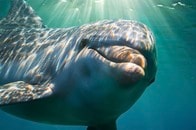 ハワイの自称「ドルフィン・デイヴ」イルカやクジラへの「ハラスメント行為」で批判殺到...「マジカルだからやめない」と無反省
