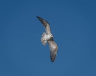 米疾病対策センター、ミズーリ州で鳥インフルのヒトへの感染確認