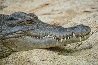 62歳男性がワニに襲われ死亡...川辺で「一部が欠損した遺体」発見