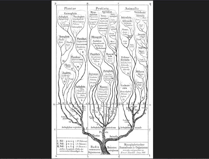 ヘッケルの系統樹　wikimedia