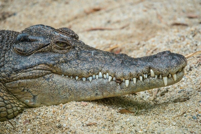 夜の川で悲劇...男性がワニに襲撃され帰らぬ人に（写真はイメージです）　David Clode-Unsplash