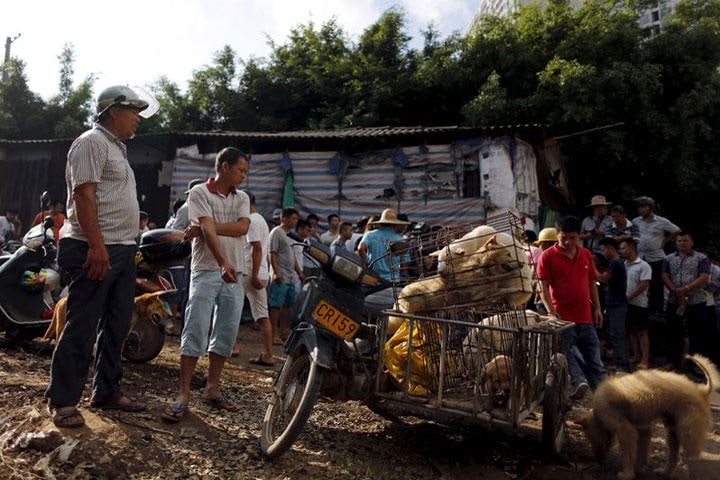 中国国営の新華社通信によると、中国全国人民代表大会（全人代）常務委員会は24日夜、新型コロナウイルスの感染防止に向け、野生動物の取引および食用消費の即時禁止を発表した。写真は2015年6月、玉林の犬肉市場で撮影（2020年　ロイター/Kim Kyung-Hoon）